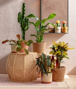 Abessinische Wolfsmilch - Euphorbia Abyssinica -Gartenbedarfs Geschäft 8698805 WE MO 001 AutumnSunrise