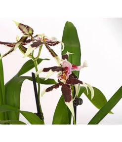 Zahnzungen-Orchidee - Odontoglossum-Hybriden, Verschiedene Sorten -Gartenbedarfs Geschäft 8704694 PR DE 001 Odontoglossum1TrieberT12DehnerHerzig