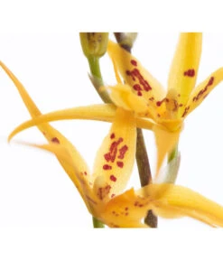 Zahnzungen-Orchidee - Odontoglossum-Hybriden, Verschiedene Sorten -Gartenbedarfs Geschäft 8704694 PR DE 001 OdontoglossumBrassadaMiradaSortenmix1TrieberT11DehnerExpressZS