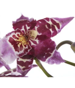 Zahnzungen-Orchidee - Odontoglossum-Hybriden, Verschiedene Sorten -Gartenbedarfs Geschäft 8704694 PR DE 001 OdontoglossumSortenmix1TrieberT11DehnerExpressZS