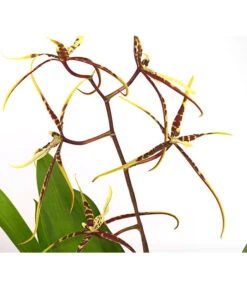 Zahnzungen-Orchidee - Odontoglossum-Hybriden, Verschiedene Sorten -Gartenbedarfs Geschäft 8704694 PR DE 002 Odontoglossum1TrieberT12DehnerHerzig