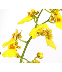 Zahnzungen-Orchidee - Odontoglossum-Hybriden, Verschiedene Sorten -Gartenbedarfs Geschäft 8704694 PR DE 003 Odontoglossum1TrieberT12DehnerHerzig