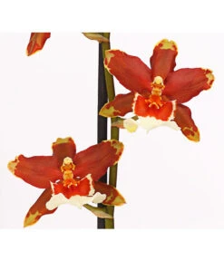 Zahnzungen-Orchidee - Odontoglossum-Hybriden, Verschiedene Sorten -Gartenbedarfs Geschäft 8704694 PR DE 005 Odontoglossum1TrieberT12DehnerHerzig