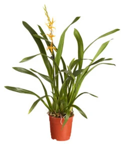 Zahnzungen-Orchidee - Odontoglossum-Hybriden, Verschiedene Sorten -Gartenbedarfs Geschäft 8704694 PR FS 001 OdontoglossumBrassadaMiradaSortenmix1TrieberT11DehnerExpressZS