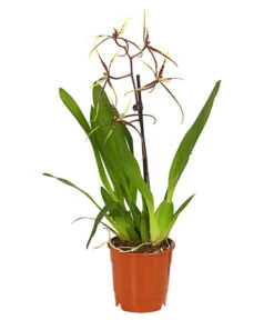 Zahnzungen-Orchidee - Odontoglossum-Hybriden, Verschiedene Sorten -Gartenbedarfs Geschäft 8704694 PR FS 002 Odontoglossum1TrieberT12DehnerHerzig