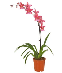 Zahnzungen-Orchidee - Odontoglossum-Hybriden, Verschiedene Sorten -Gartenbedarfs Geschäft 8704694 PR FS 004 Odontoglossum1TrieberT12DehnerHerzig