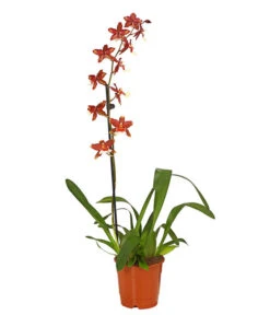Zahnzungen-Orchidee - Odontoglossum-Hybriden, Verschiedene Sorten -Gartenbedarfs Geschäft 8704694 PR FS 005 Odontoglossum1TrieberT12DehnerHerzig