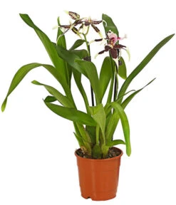 Zahnzungen-Orchidee - Odontoglossum-Hybriden, Verschiedene Sorten -Gartenbedarfs Geschäft 8704694 WE FS 001 Odontoglossum1TrieberT12DehnerHerzig