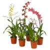 Zahnzungen-Orchidee - Odontoglossum-Hybriden, Verschiedene Sorten