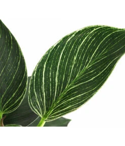 Baumfreund - Philodendron 'White Wave' -Gartenbedarfs Geschäft 8713406 WE DE 002 PhilodendronWhiteWaveT12
