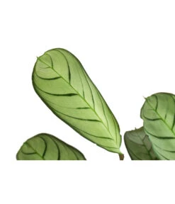 Korbmarante - Ctenanthe Burle-marxii -Gartenbedarfs Geschäft 8720930 PR DE 001 CtenantheAmagrisT12 DehnerExpressHerzig