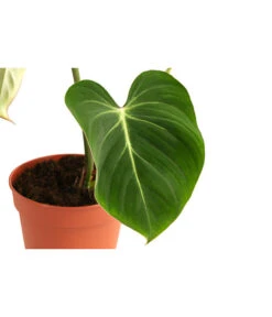 Baumfreund - Philodendron Gloriosum -Gartenbedarfs Geschäft 8742389 WE DE 001 PhilodendronGloriosumT15