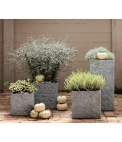 Zickzackstrauch -Gartenbedarfs Geschäft 8811184 7084932 8805913 WE MO 001 Zickzackstrauch Gitterkraut Knospenheide