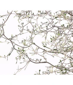 Zickzackstrauch -Gartenbedarfs Geschäft 8811184 WE DE 001 CorokiaCotoneasterZickzackstrauchT12DehnerExpressHerzig