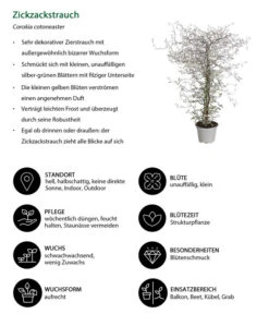 Zickzackstrauch -Gartenbedarfs Geschäft 8811184 WE IG 001 CorokiaCotoneasterZickzackstrauchT12DehnerExpressHerzig