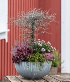 Zickzackstrauch -Gartenbedarfs Geschäft 8811184 WE MO 001 Herbstarrangement