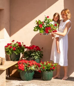 Dehner Keramik-Topf Elite -Gartenbedarfs Geschäft 8813008 6705461 6705479 6705487 WE MO 001 GeranieRubinHeissesRot