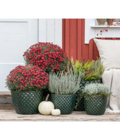 Dehner Keramik-Topf Elite -Gartenbedarfs Geschäft 8815763 WE MO 001 KnospenheideCallunaFluffyT11