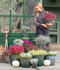 Zickzackstrauch -Gartenbedarfs Geschäft 8815763 WE MO 001 MuecaGitterkrautMuehlenbeckia