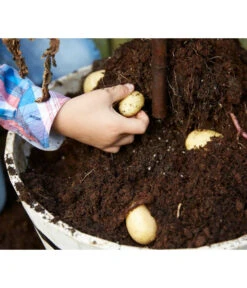 TomTato® Tomatenkartoffel -Gartenbedarfs Geschäft 8832859 WE DE 009 TomtatoTomoffel