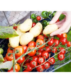 TomTato® Tomatenkartoffel