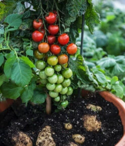 TomTato® Tomatenkartoffel -Gartenbedarfs Geschäft 8832859 WE MO 004 TomtatoTomoffel