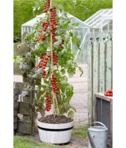 TomTato® Tomatenkartoffel -Gartenbedarfs Geschäft 8832859 WE MO 007 TomtatoTomoffel