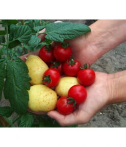 TomTato® Tomatenkartoffel -Gartenbedarfs Geschäft 8832859 WE MO 010 TomtatoTomoffel