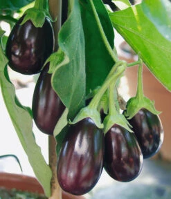 Pick-&-Joy® Aubergine Mit Früchten -Gartenbedarfs Geschäft 8838047 WE DE 001 AubergineOphelliaF1Fruechte