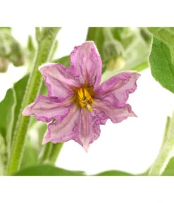 Pick-&-Joy® Aubergine Mit Früchten -Gartenbedarfs Geschäft 8838047 WE DE 001 PickandJoyAubergineT14