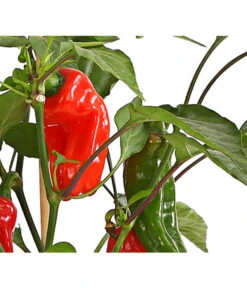 Pick-a-Pep® Snackpaprika Mit Früchten -Gartenbedarfs Geschäft 8838823 SnackpaprikaRotMitFrucht