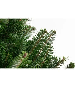 Gartenbedarfs Geschäft -Gartenbedarfs Geschäft 8995078 PR DE 001 AbiesFraseri175 200GesaegtFraserTanneDehnerExpressHerzig