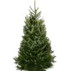 Fraser-Tanne, Ca. 175-200 Cm, Gesägt