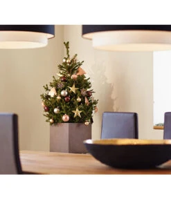 Weihnachtsbaum - Zwerg-Fichte 'Little Santa®' -Gartenbedarfs Geschäft 8997280 PR MO 002 PiceaLittleSanta5L