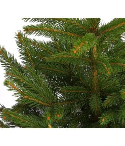 Gartenbedarfs Geschäft -Gartenbedarfs Geschäft 8997512 WE DE 003 PiceaPungensFichte40 60DehnerExpressHerzig