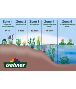 Dehner Japanorchidee - Gartenorchidee 5 Dehner Japanorchidee - Gartenorchidee -Gartenbedarfs Geschäft WE DE 001 Teichzonen Wasserpflanzen Schild